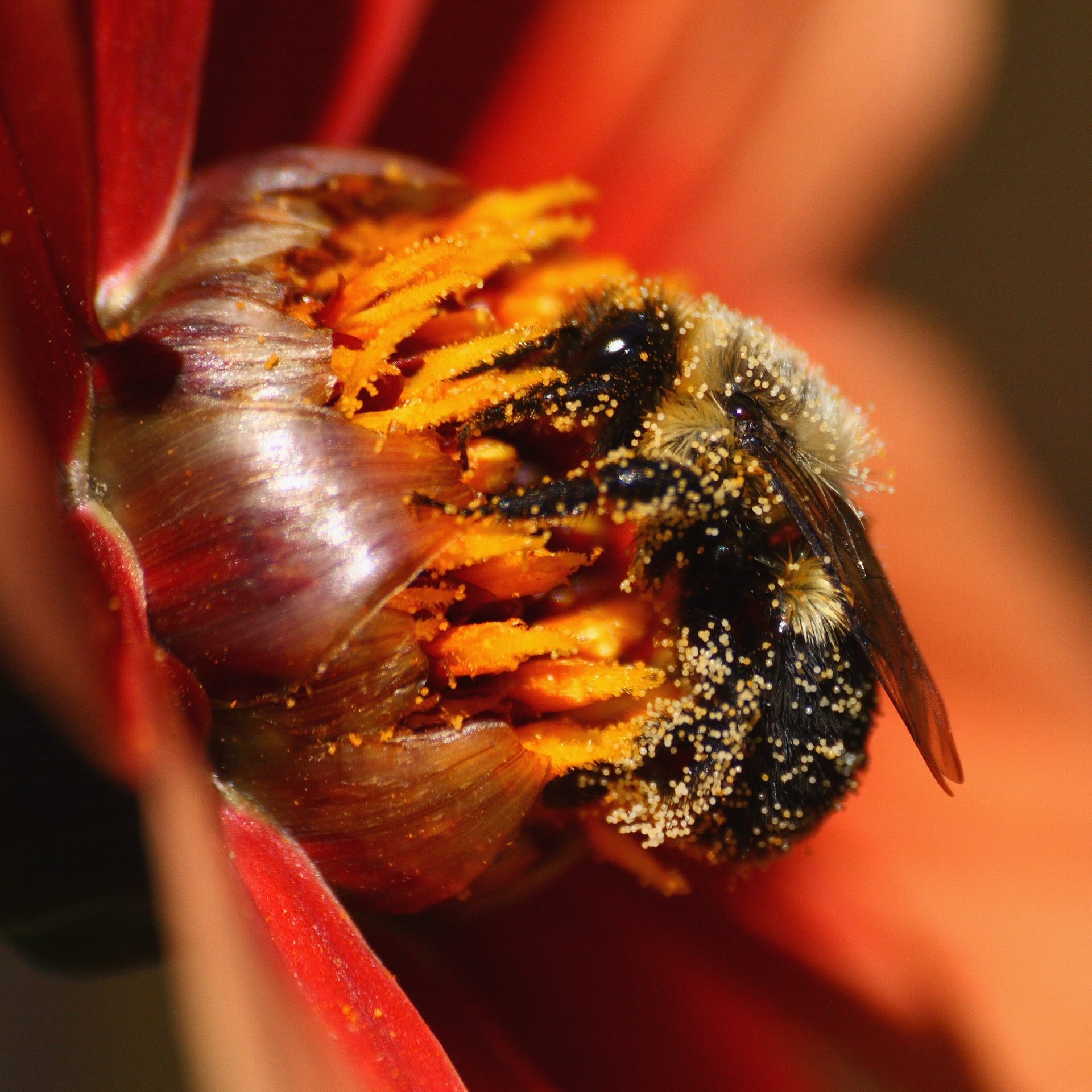Bee covered in pollen on a dahlia — photo by Ragesoss (CC BY-SA 3.0)
