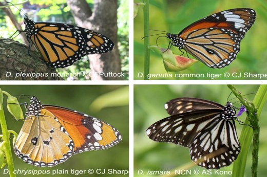Four threatened Danaus butterfly species