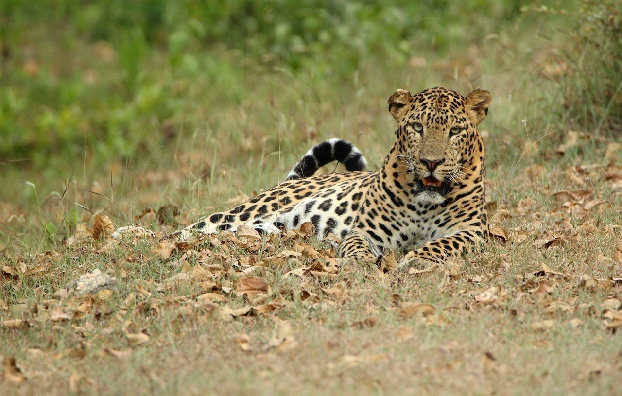 African leopard