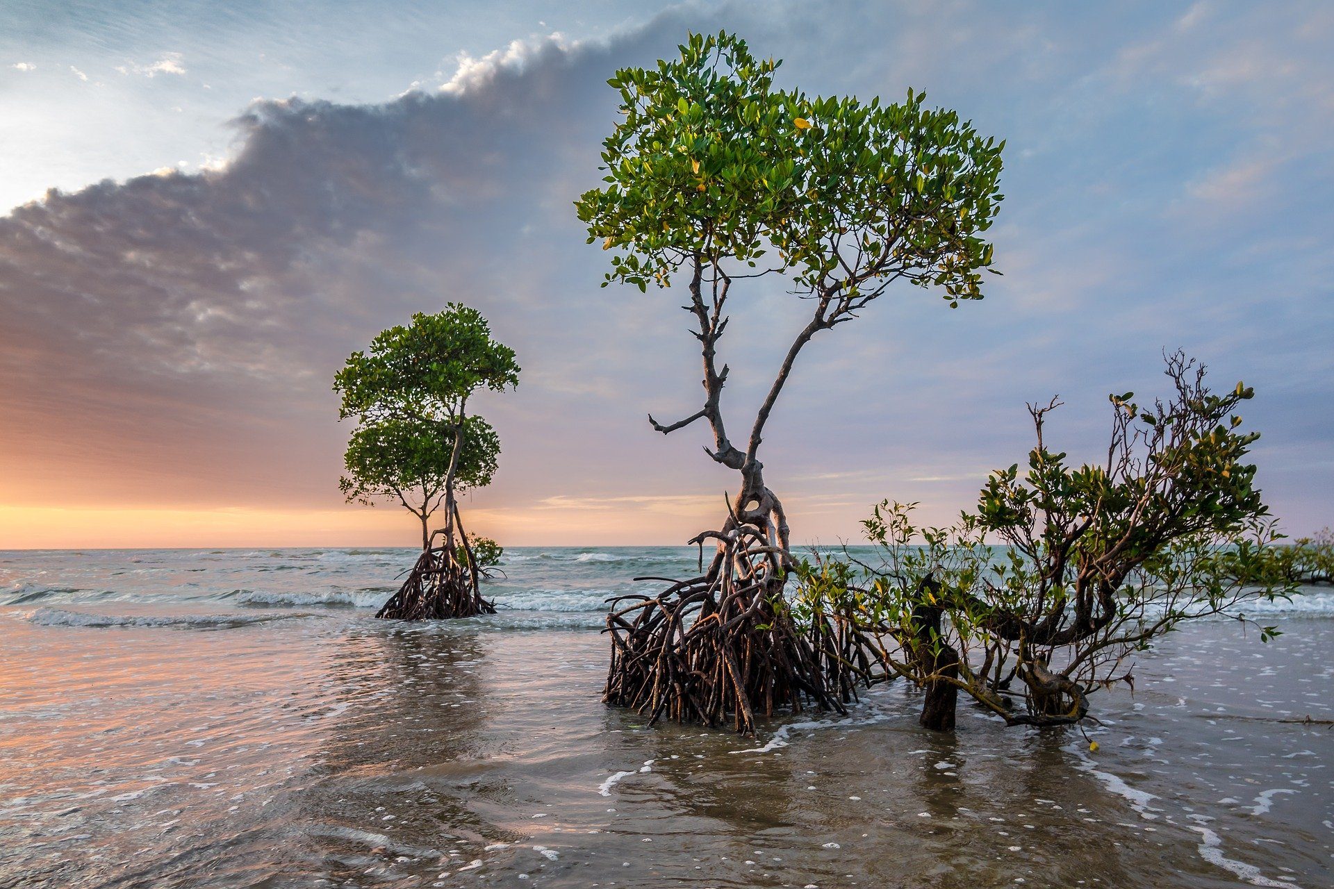 Mangroves at sunset — photo by Pat Josse (CC0)