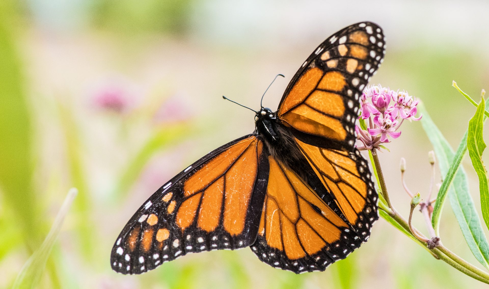 Monarch butterfly — photo by Kenneth Dwain Harrelson (CC BY-SA 3.0)