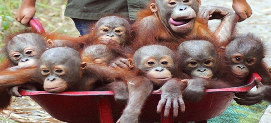Orphaned baby orangutans at Sepilok Orangutan Rehabilitation Centre