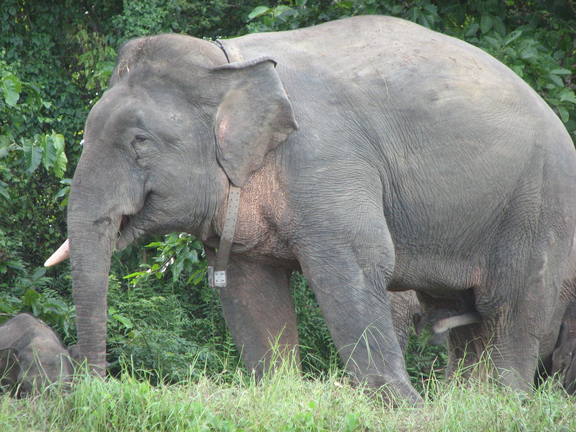 Borneo pygmy elephant — photo by BurakovaLP (CC BY 4.0)