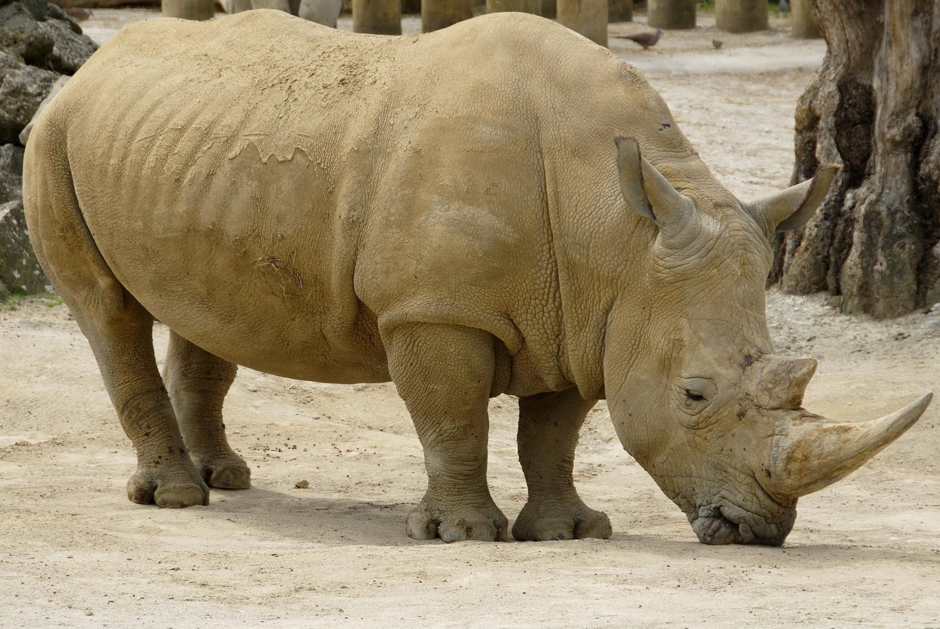 African white rhinoceros — photo by Andrew McMillan (Public Domain)
