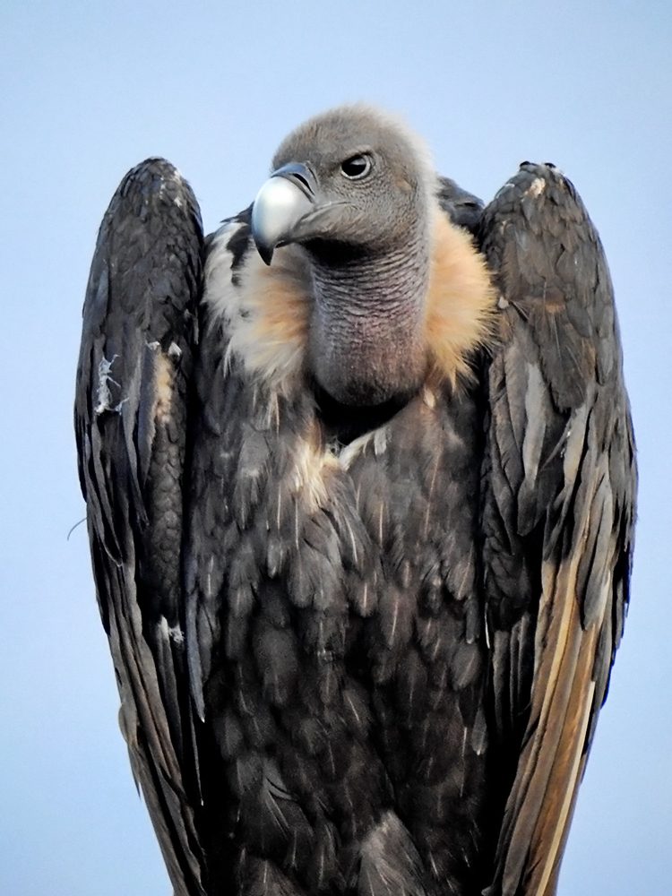 White-rumped vulture — photo by Shantanu Kuveskar (CC BY-SA 4.0)